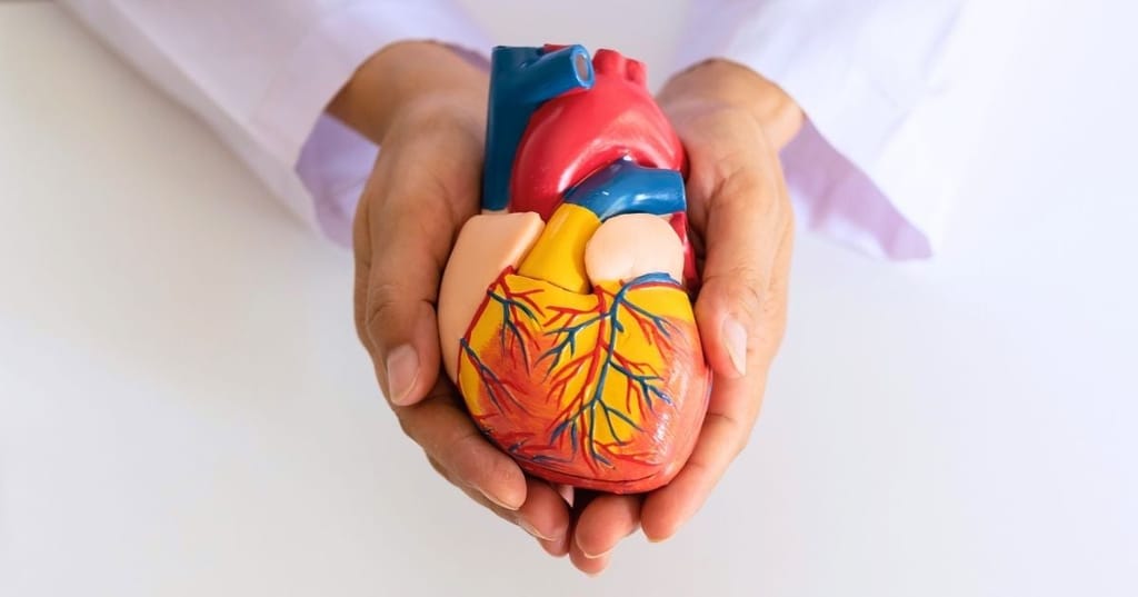 person in white lab coat holding plastic model hard cupped in two hands
