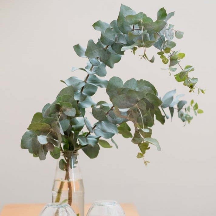 eucalyptus branches in tall clear recycled bottle on stack health wellbeing books